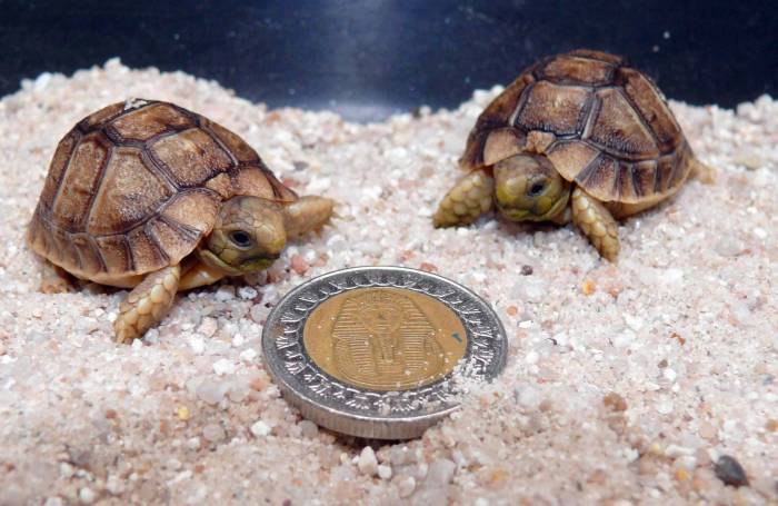 Среднеазиатская черепаха