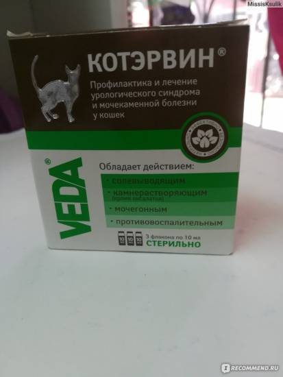 Цистит у кошки: лечение, симптомы, причины, профилактика - zoosecrets