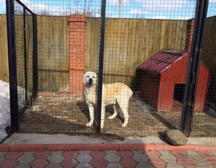 Вольер для собаки алабая на даче из сетки рабицы, зимний: размеры