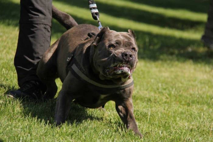 Порода собак американский бандог и ее характеристики с фото