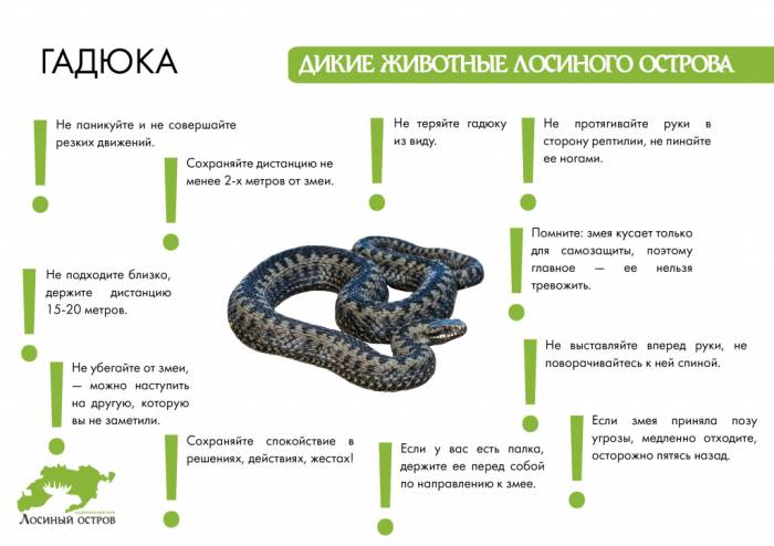 Укус змеи у кота – симптомы и оказание помощи: обзор