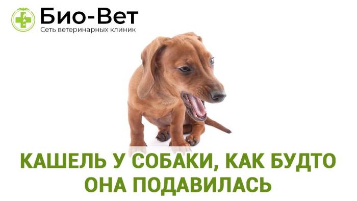 У собаки кашель и рвота – 9 причин и лечение