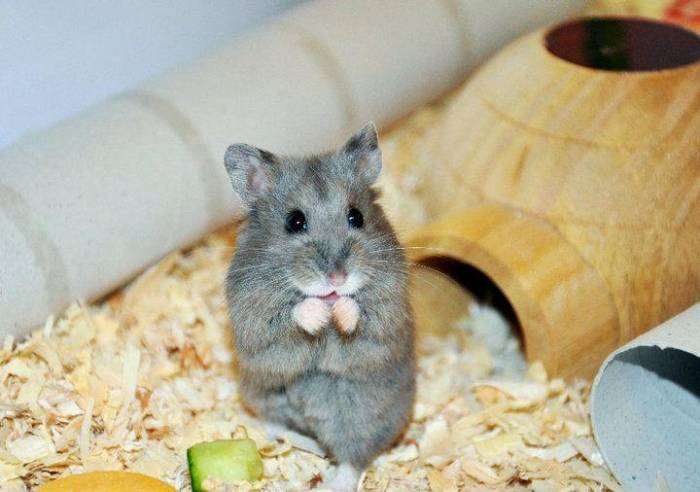 Почему хомяк пищит, плачет или кричит (орет): причины странных звуков джунгарских и сирийских грызунов во сне