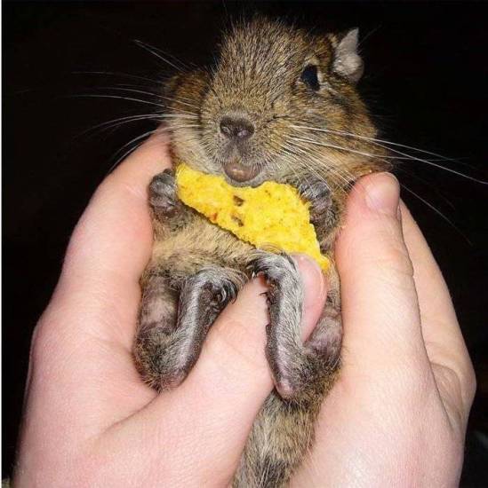 Аллергия на белки