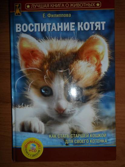 Правильное воспитание котенка: советы и рекомендации экспертов