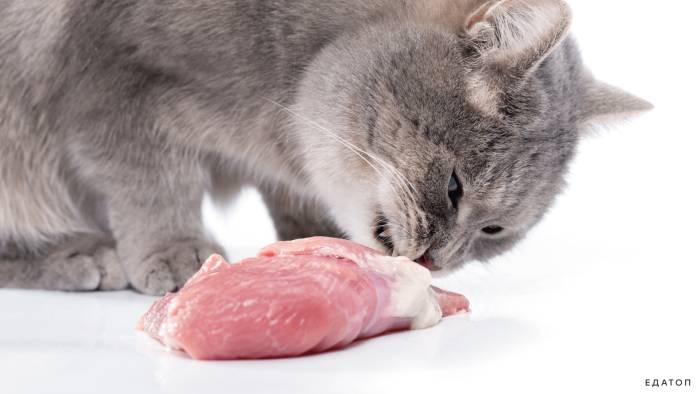 Можно ли кошкам сырое мясо | нпк "скифф"