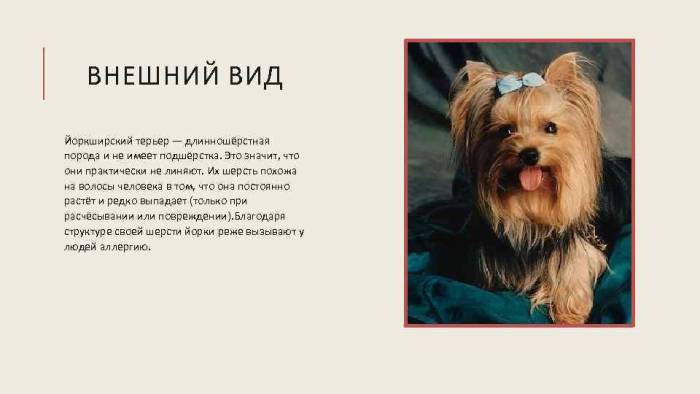 Йоркширский терьер мини, бивер йорк: описание породы, разновидности, карликовые виды