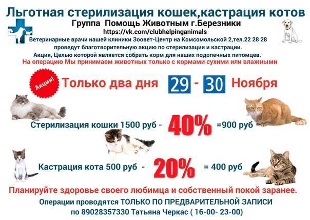 Сколько стоит стерилизация кошки и есть ли бесплатная