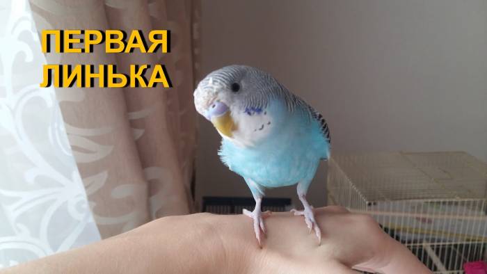 Уход за попугаем во время линьки. самоощипывание