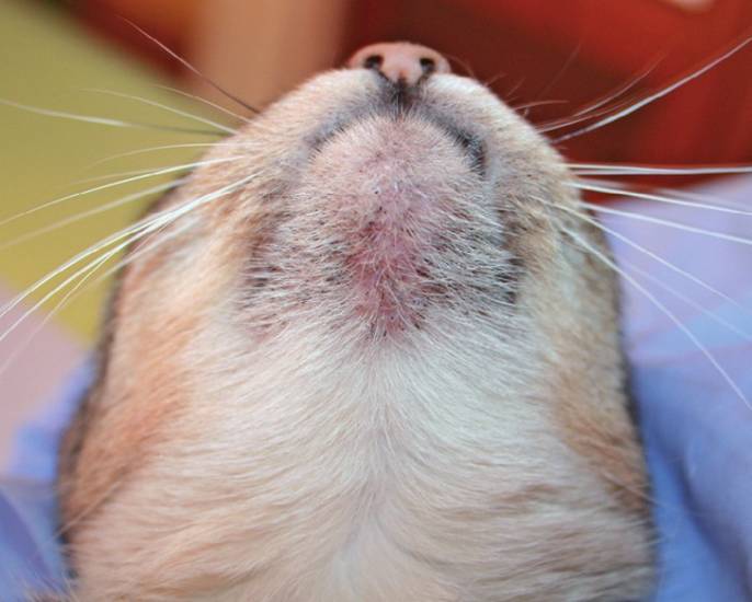 Розовый лишай: симптомы, лечение и диагностика заболевания