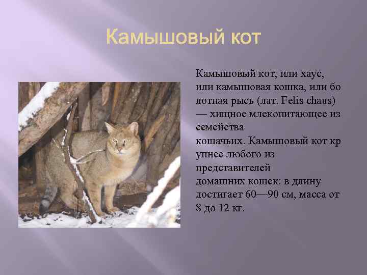 Камышовый кот: фото и содержание в домашних условиях