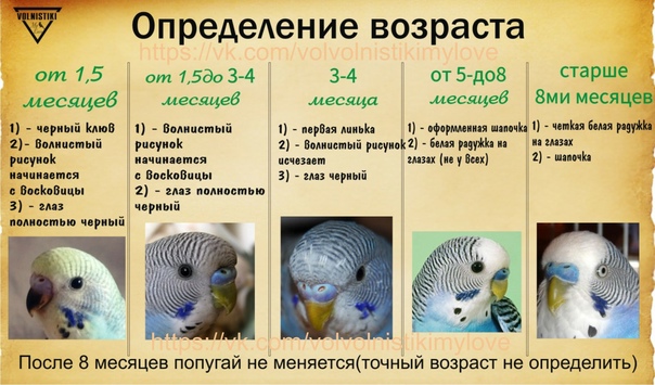 Как определить возраст волнистого попугая?