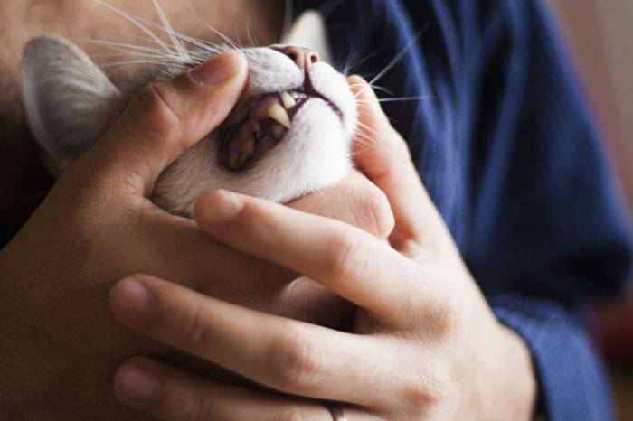 Почему декоративная крыса стучит и скрипит зубами, когда её гладят; что это значит, когда питомец скрежещет зубами и выпучивает глаза