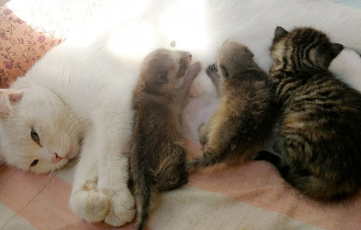 КотоДайджест на август - все самое интересное