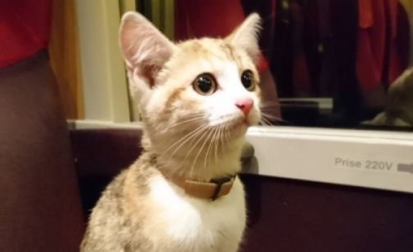 КотоДайджест на январь - все самое интересное