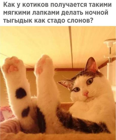 КотоДайджест на июнь - все самое интересное