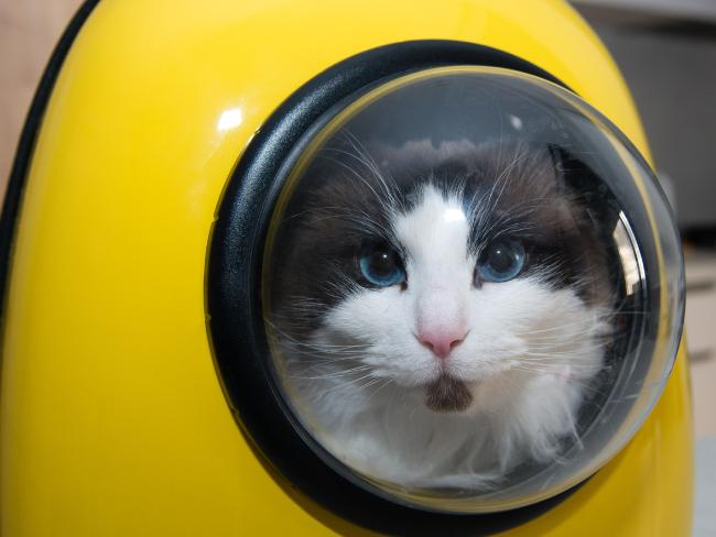 Топ 10 глупых изобретений для кошек