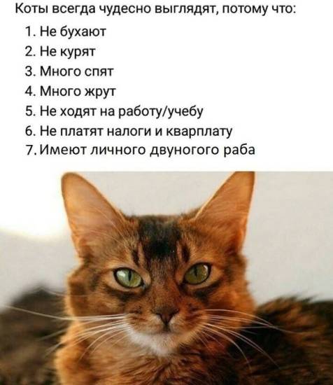 КотоДайджест на октябрь - все самое интересное