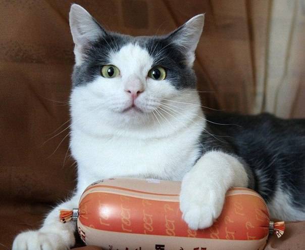 КотоДайджест на октябрь - все самое интересное