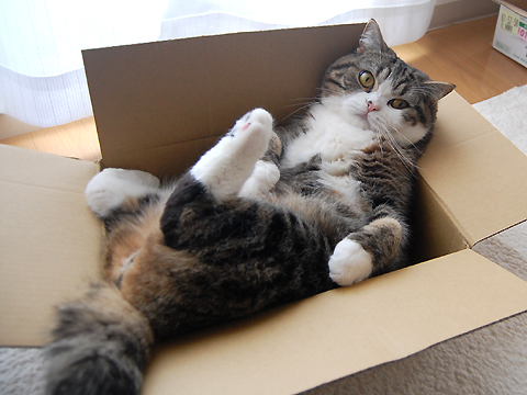 Топ самых красивых кошек интернета