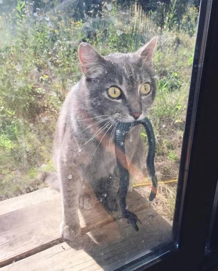 КотоДайджест на апрель - все самое интересное