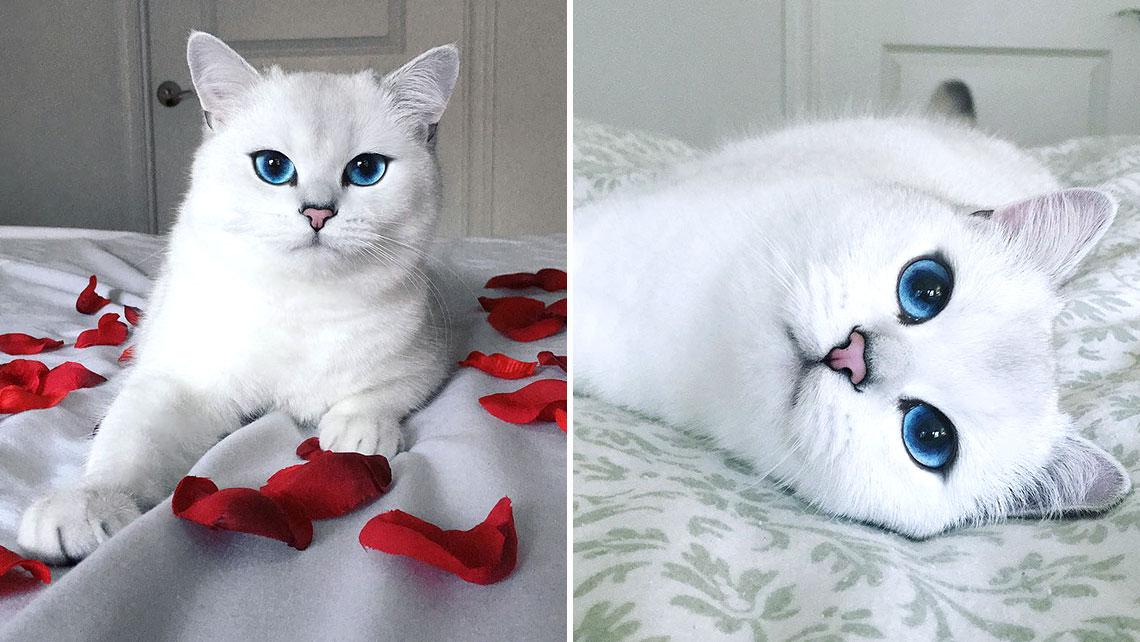 Топ самых красивых кошек интернета