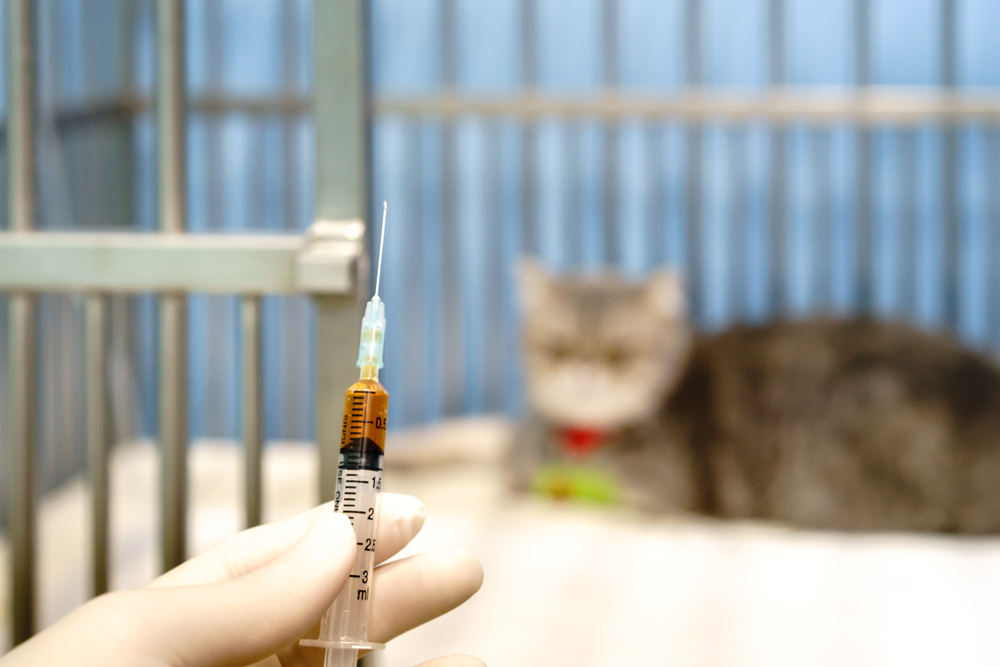 Остеохондродисплазия шотландских кошек: симптомы, лечение, прогнозы