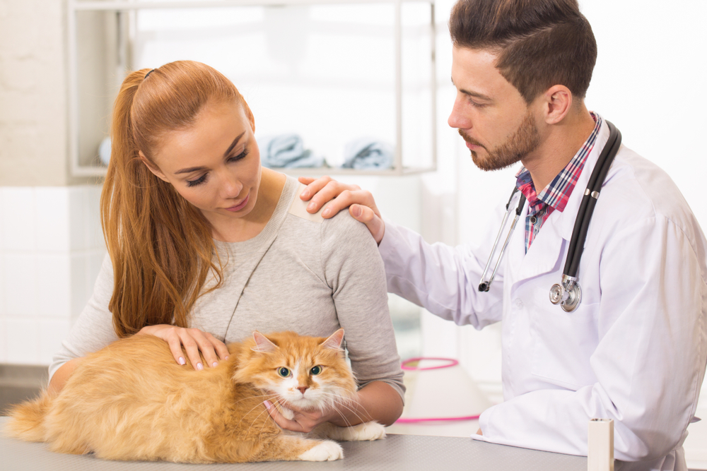 Признаки грамотного специалиста - на что обратить внимание при выборе ветеринара