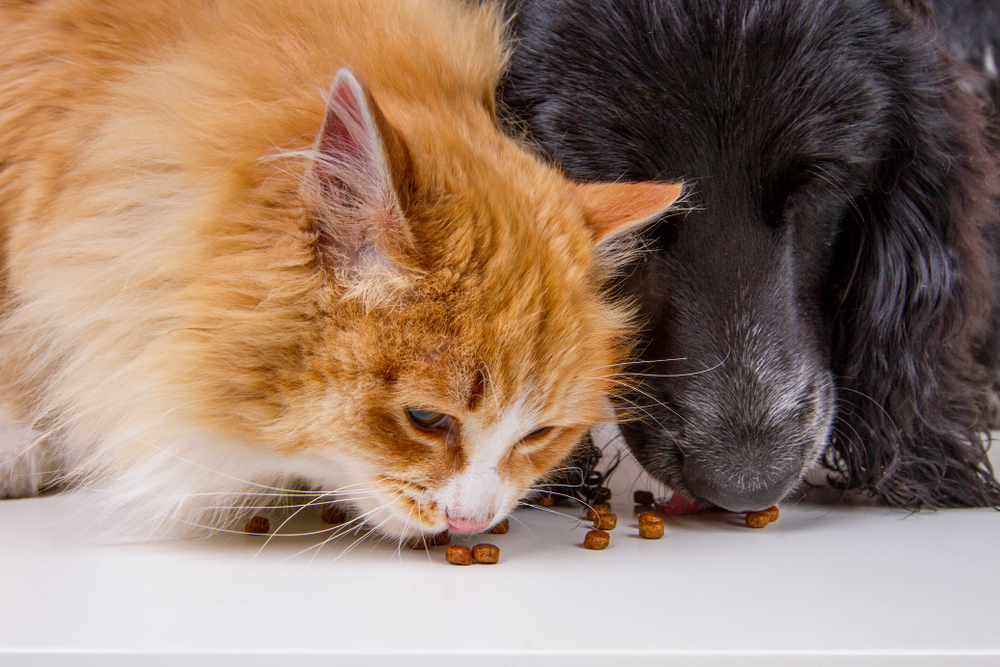 Кошка и собака: особенности совместного содержания