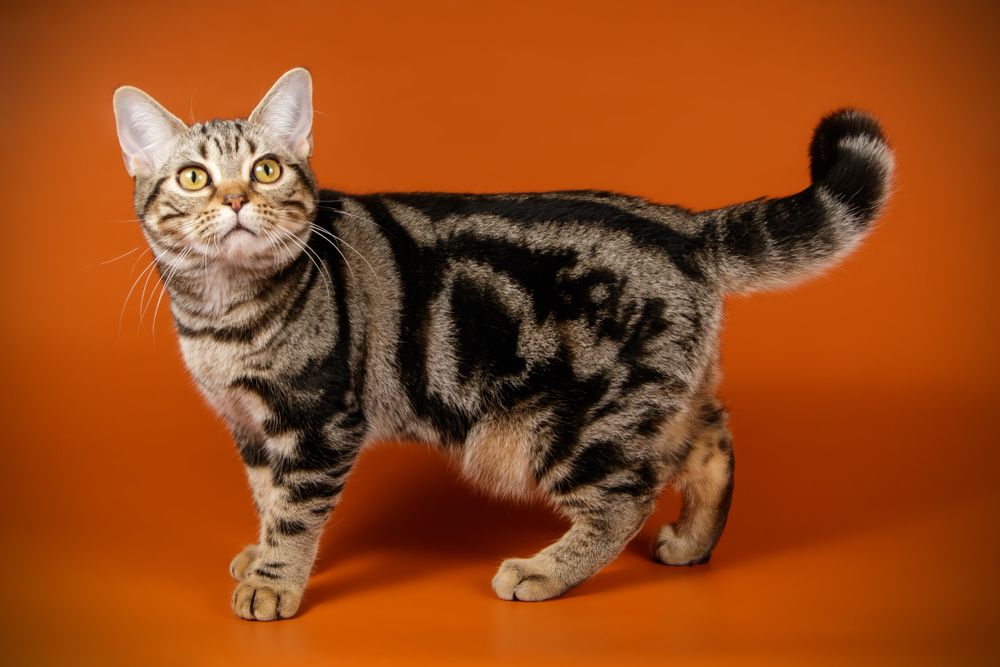 Порода кошек американская короткошерстная — американская мечта