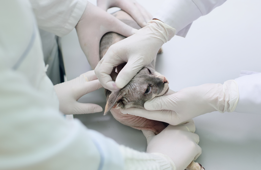 Солнечный дерматит (актинический дерматит) у кошек: лечение, профилактика