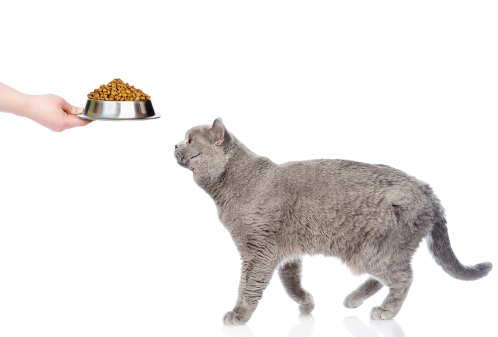 Обзор сухого корма Bozita