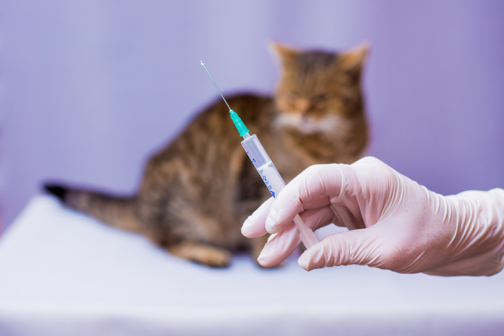 Волчанка у кошек: симптомы, диагностика, лечение