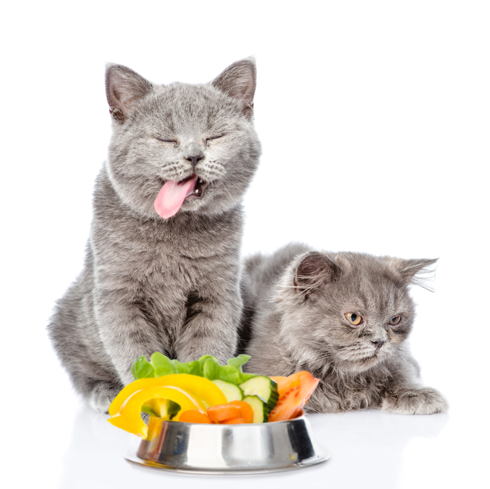 Дисбактериоз у кошек – миф или реальность?