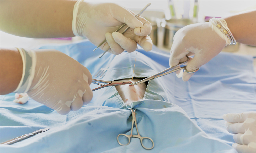 10 самых распространенных мифов о стерилизации кошек