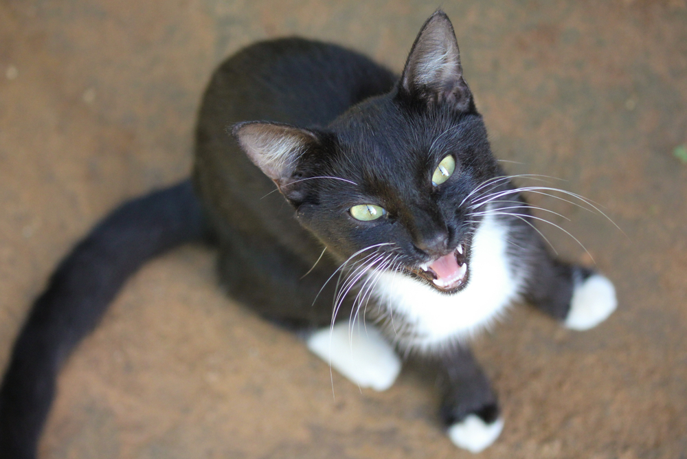 13 признаков, что ваша кошка больна