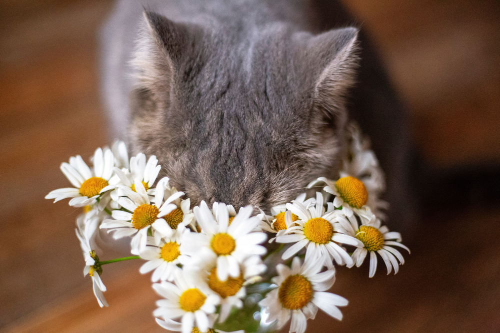 Астма у кошек: причины, диагностика, лечение