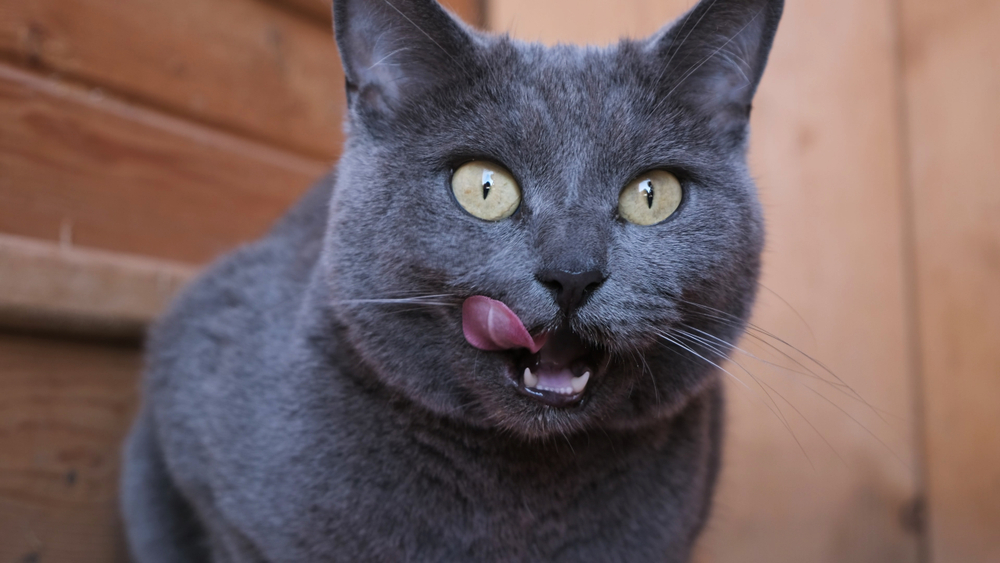 Обзор влажного корма Wahre Liebe Landlust