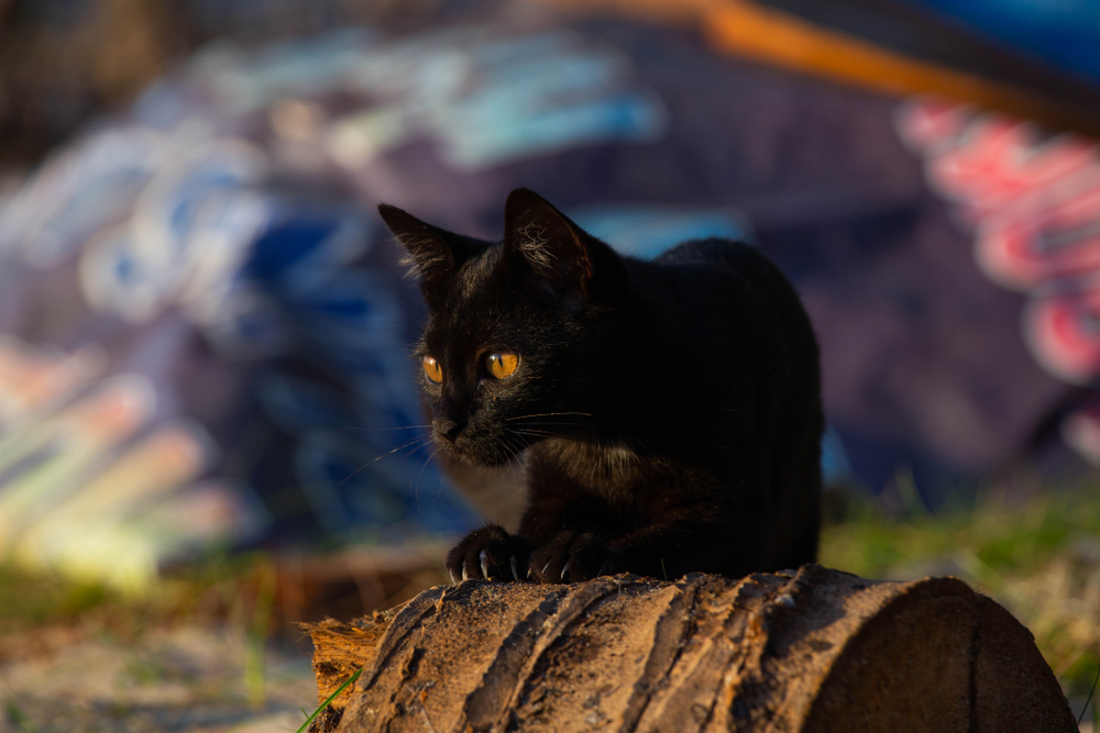 Кошки в Таиланде — 5 аборигенных пород из древнего Сиама