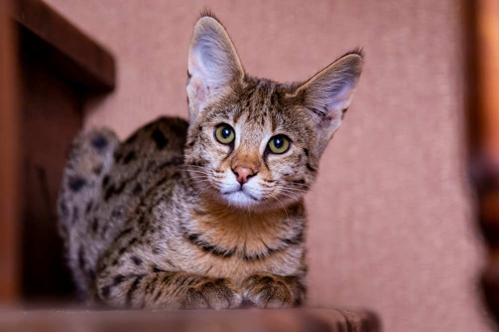 Самые большие коты и кошки — фото кошек крупных пород