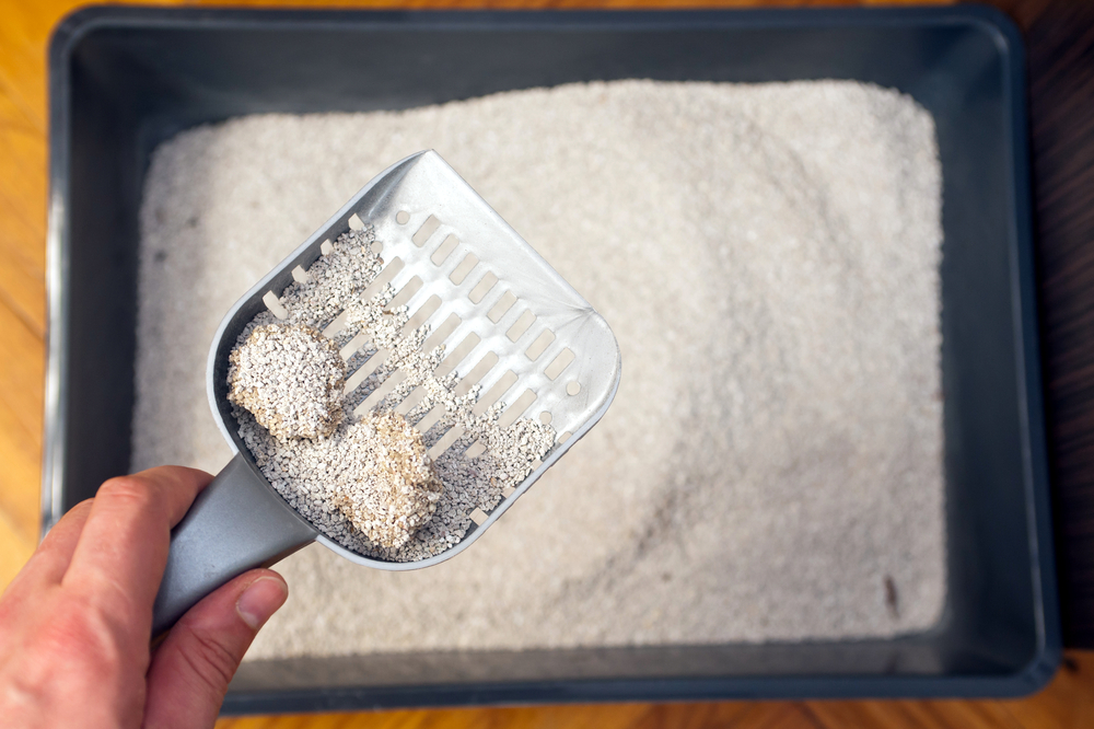 Простейшие у кошек: виды, диагностика, лечение