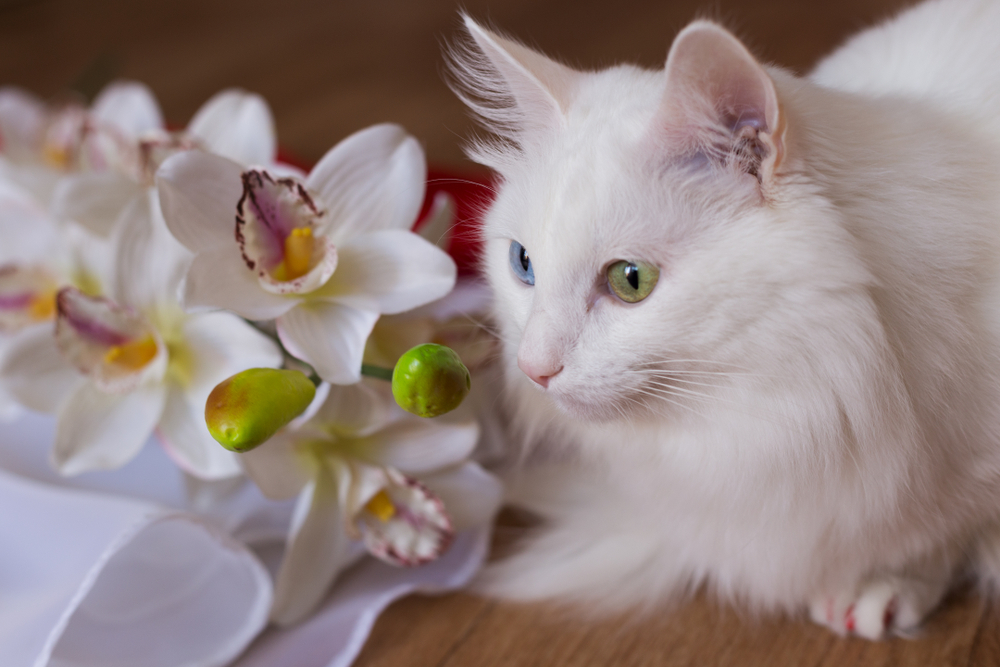 Кошки с разноцветными глазами — дивитесь же совершенству