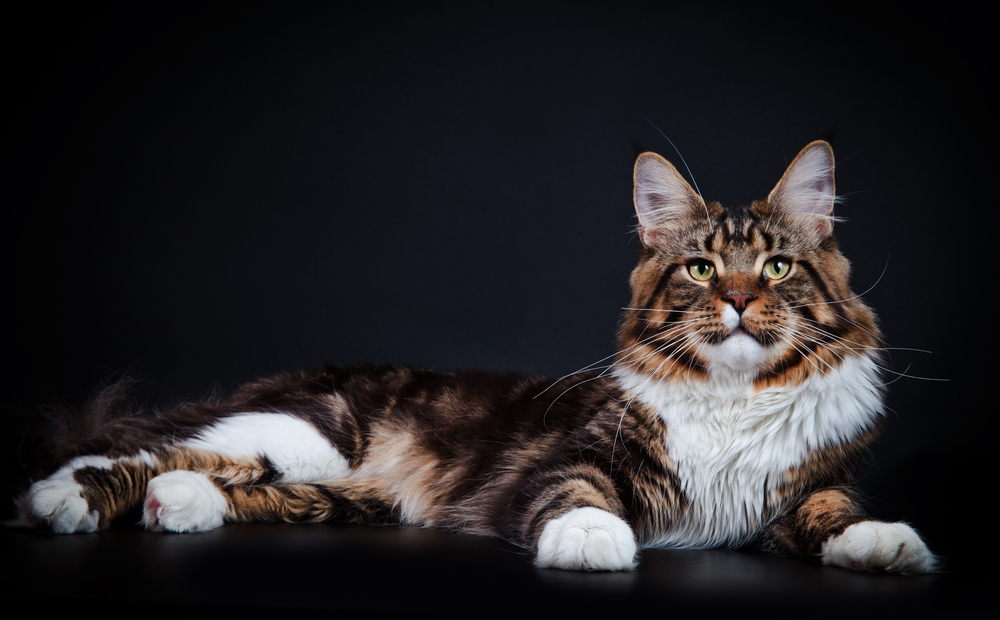 Самые большие коты и кошки — фото кошек крупных пород