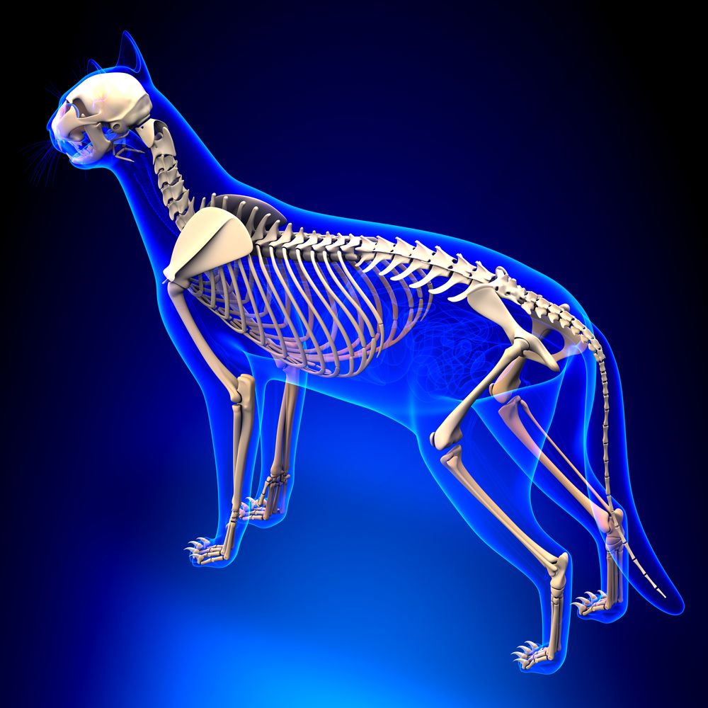 Повреждения позвоночника у кошки: диагностика, лечение, прогнозы