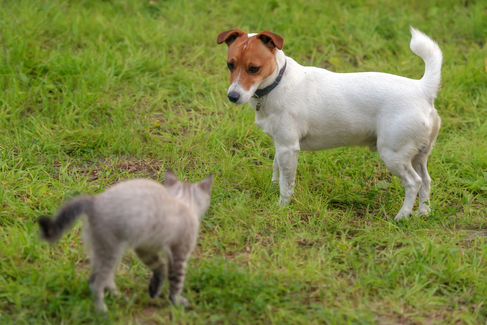 Кошка и собака: особенности совместного содержания