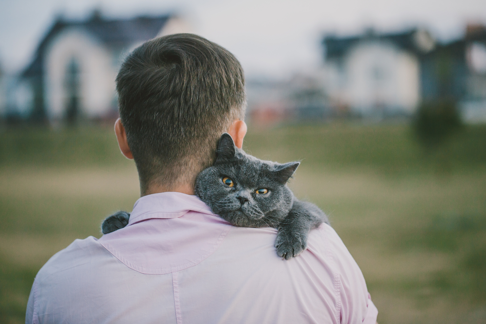 Липидоз печени: как лечить и как предотвратить?