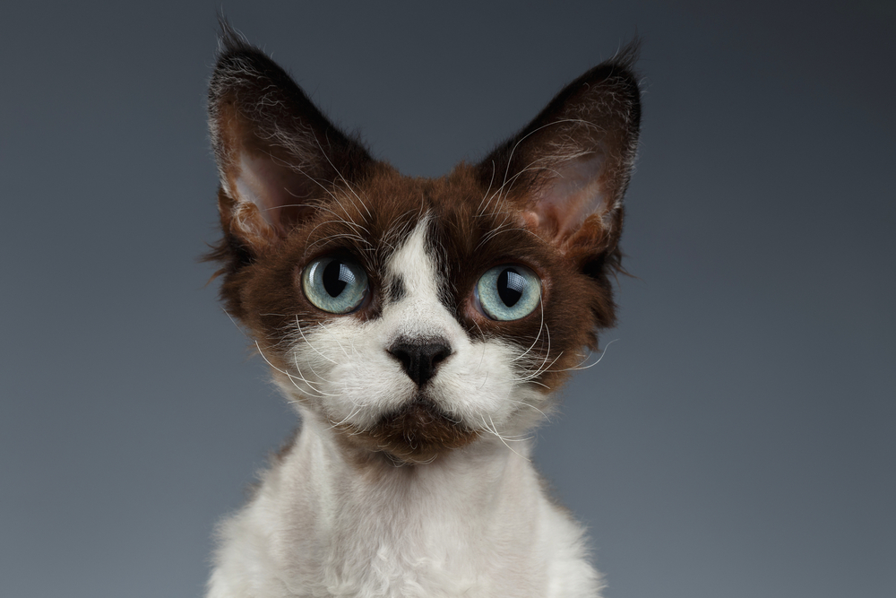 Порода кошек девон рекс