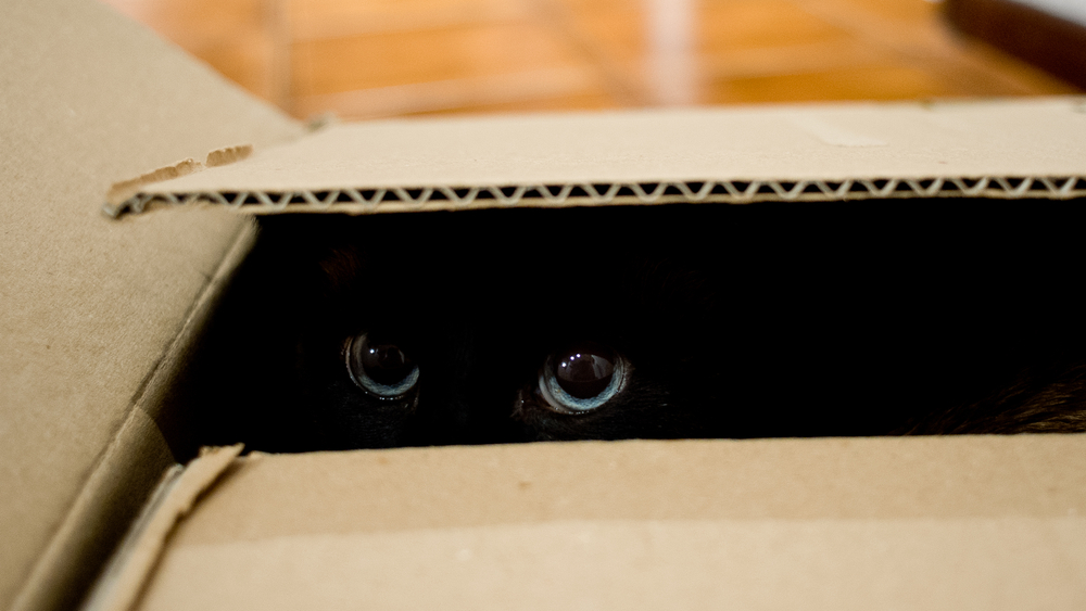 Почему кошки любят коробки