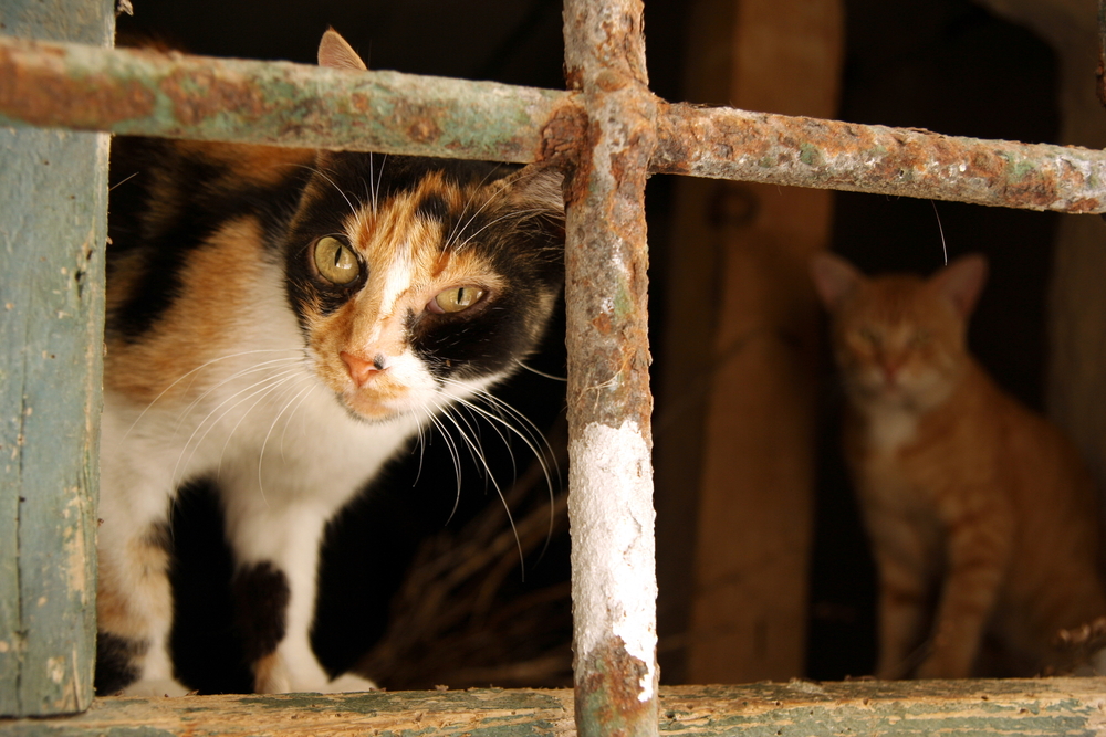 Вирусный лейкоз кошек: симптомы, диагностика, лечение и прогноз