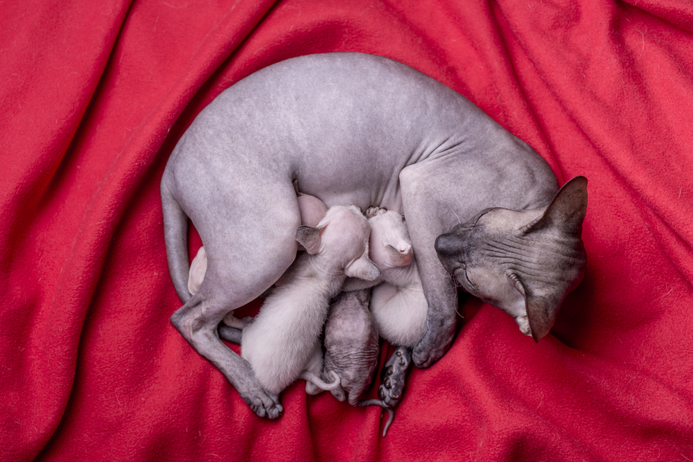 Фиброаденоматозная гиперплазия молочных желез у кошек: причины, лечение